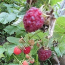 Raspberries at Biocamp 